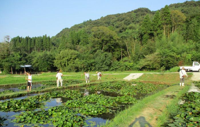 清掃活動睡蓮