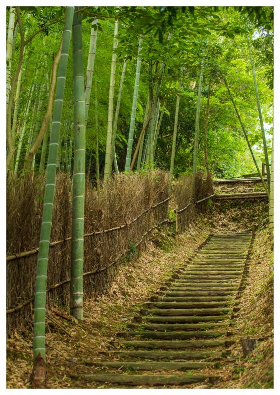 陶芸のまちの竹林ロード