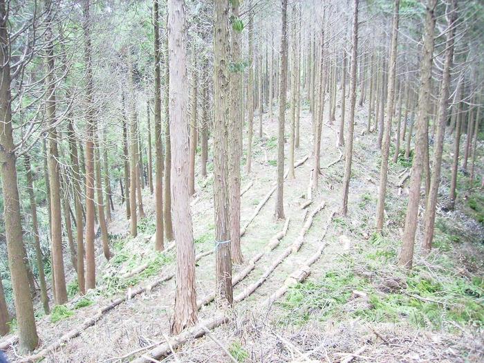 鹿児島銀行により整備された県有林
