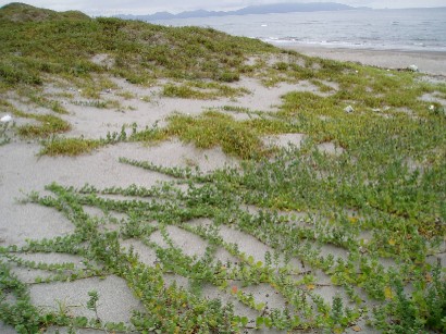 吹上浜の海岸植物