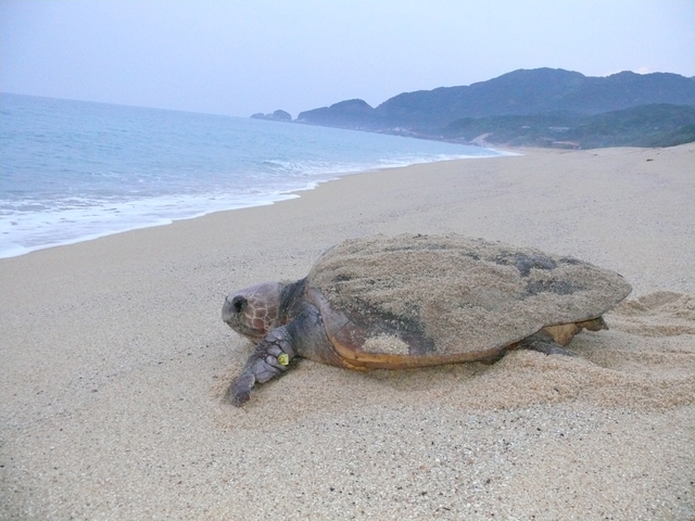 アカウミガメ（環境省提供）