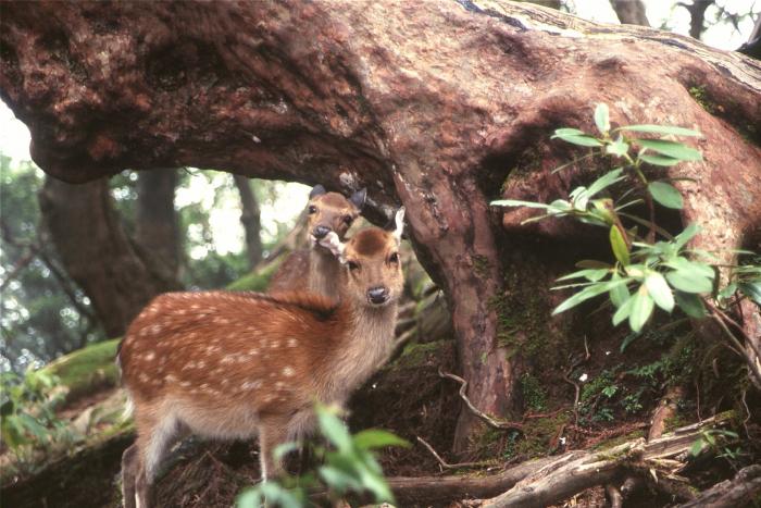 ヤクシカ（県自然保護課）