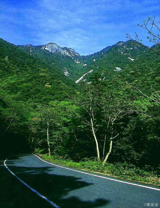 屋久島の照葉樹林