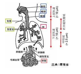 PM2.5身体との比較