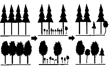 針葉樹と広葉樹のイメージ