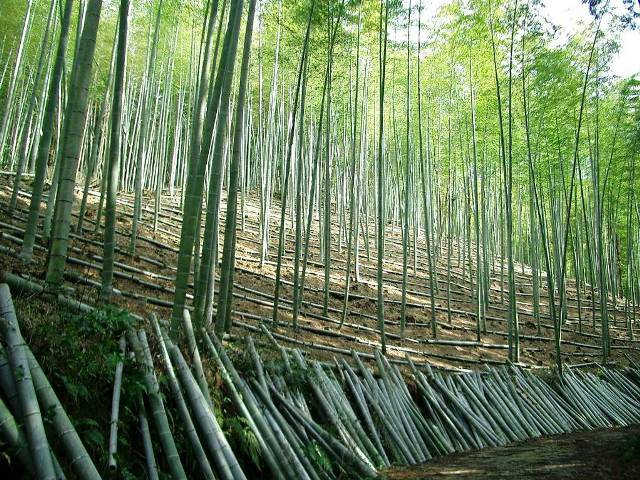 たけのこ生産竹林