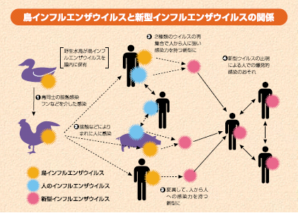 鳥インフルエンザと新型インフルエンザの関係
