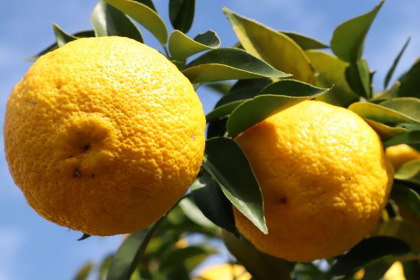 yuzu