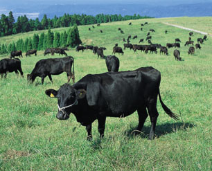 放牧中の鹿児島黒牛
