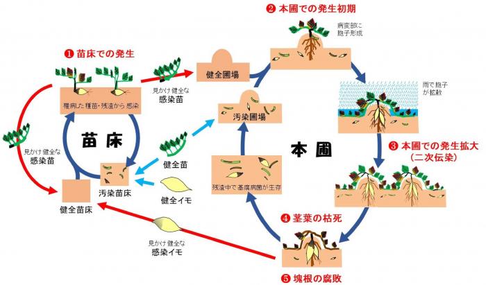 伝染環