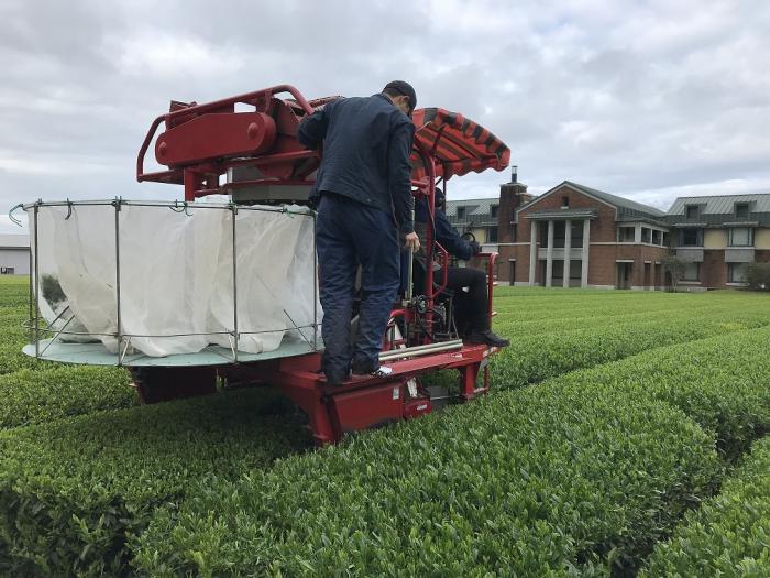 茶業科2年生の一番茶摘採実習