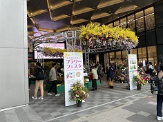 hana2