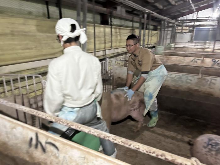 肥育豚の出荷作業