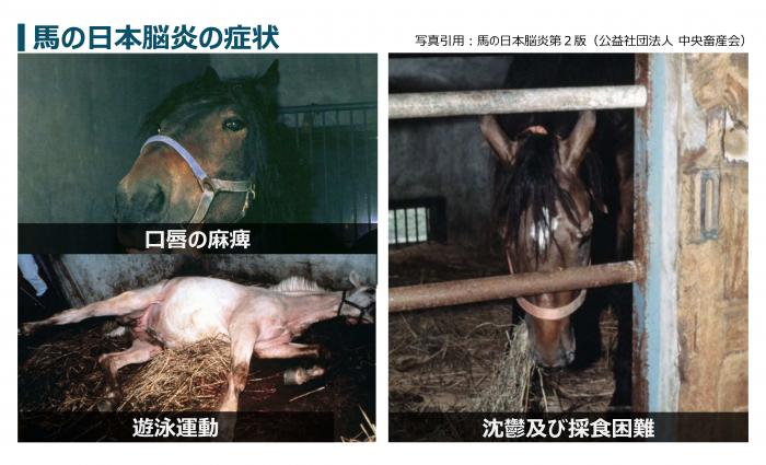 参照 馬のワクチン接種