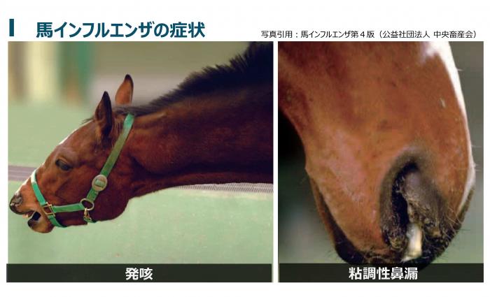 馬のワクチン接種プロブラム