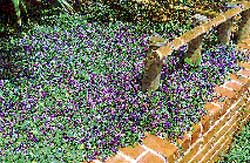 ヒメキランソウは青紫色の花が咲く