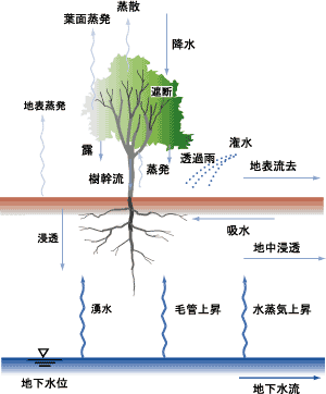 樹木による水の循環