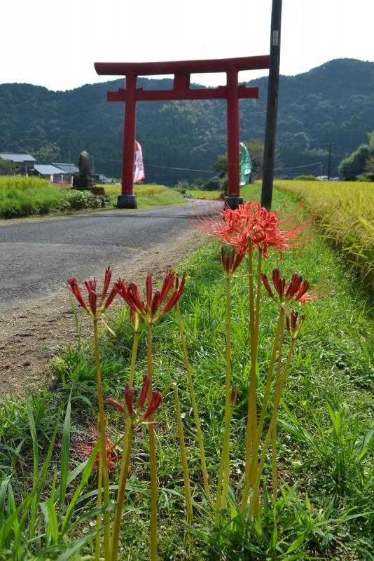 花尾神社の鳥居