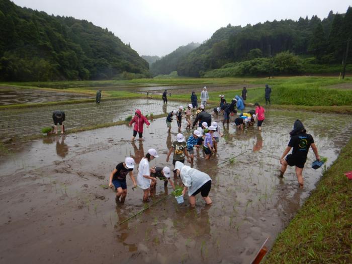 尾木場田植え