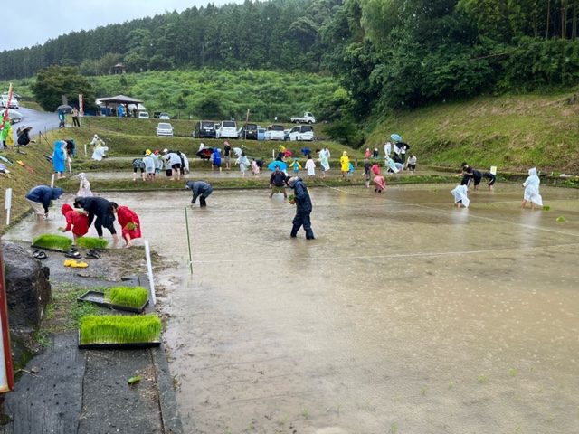 四元田植え