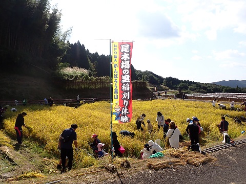 尾木場稲刈り