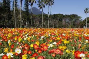 ポピーの花摘み