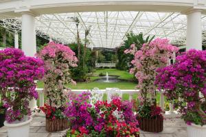 （写真）ブーゲンビレア展