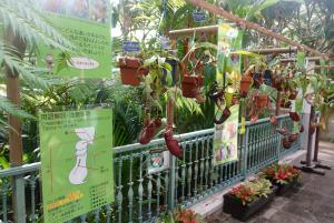 食虫植物展