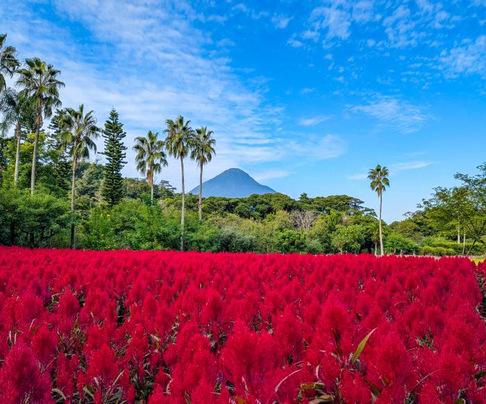 フラワーパークかごしま