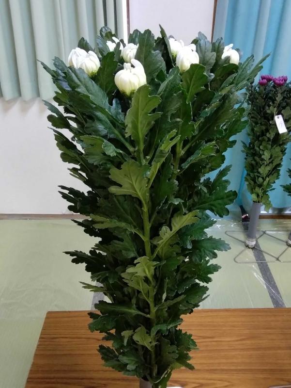 枕崎市市長賞輪ギク「新神」