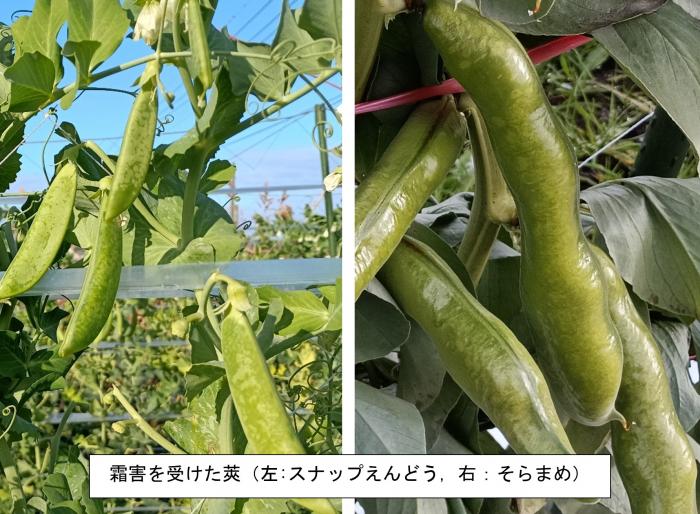 霜莢