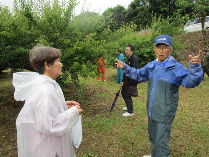 熱心に梅の収穫を指導する生産者