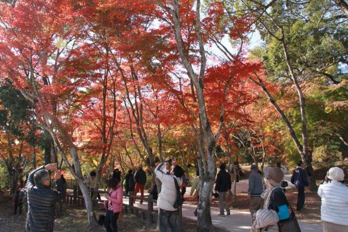 曽木の滝公園もみじ祭りの写真2