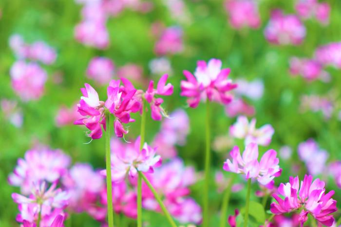 鹿児島県 姶良 伊佐地域 旬の花情報 れんげ 姶良市