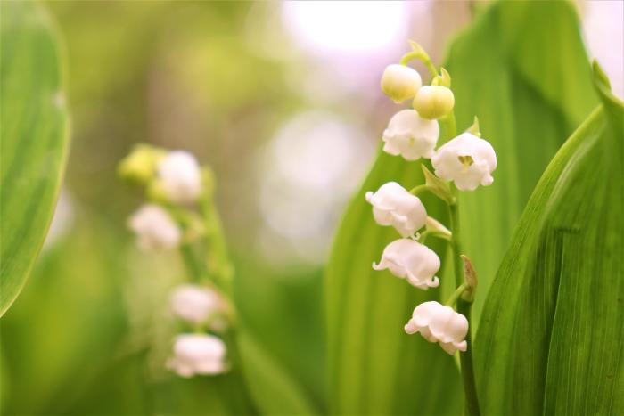 鹿児島県 姶良 伊佐地域 旬の花情報 すずらん 伊佐市