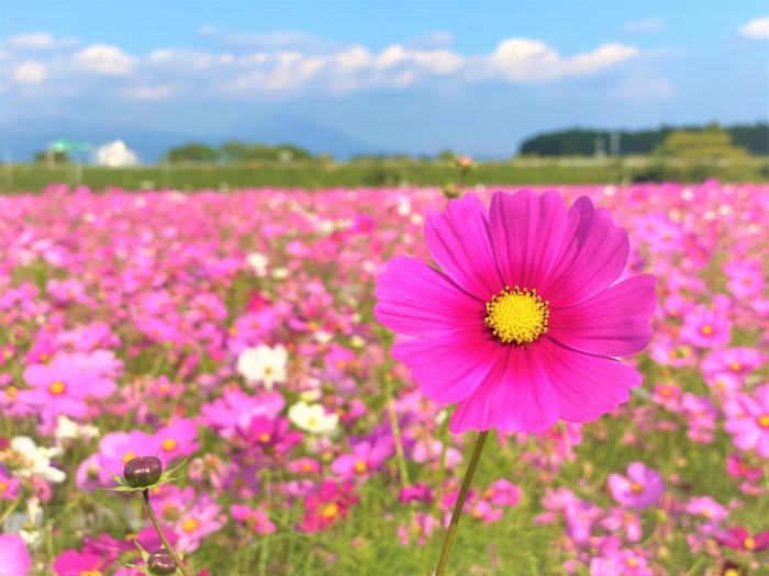 鹿児島県 姶良 伊佐地域 旬の花情報 コスモス 霧島市