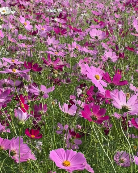 下牧之原コスモス1