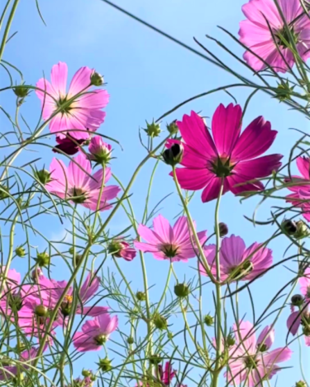 下牧之原コスモス5