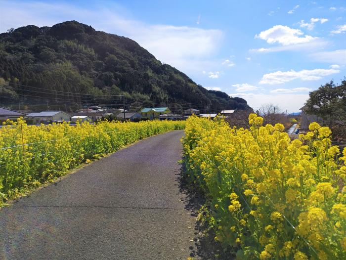 菜の花2025道2