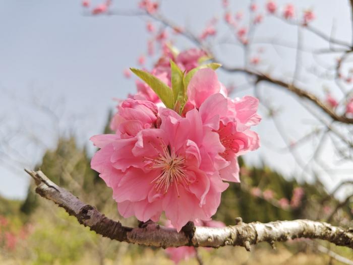 01花アップ2025