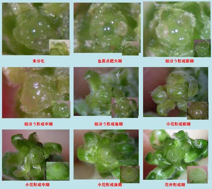 輪ギクの花芽分化過程