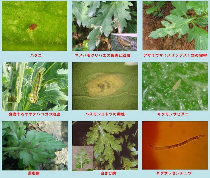 輪ギクの主要病害虫