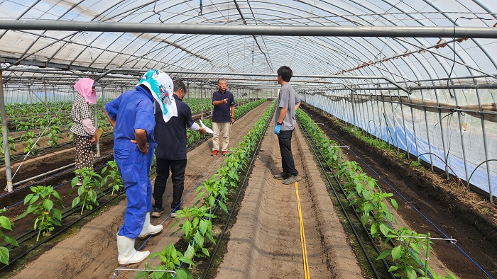 ピーマン生育状況