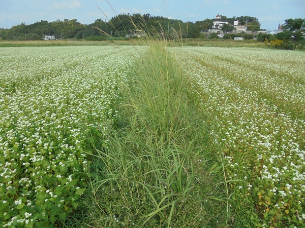 水田基盤整備地区のFOEAS整備モデルほ場のそばの生育良好