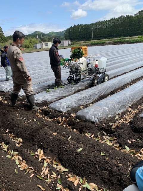 さつまいもは移植機で省力化を目指す！