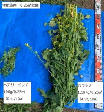 さつまいも基腐病対策プロシェクトにおけるカラシナの収量調査1