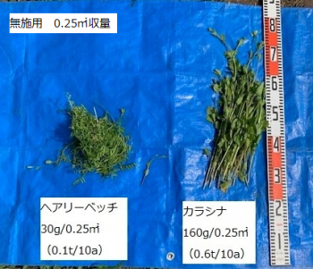 さつまいも基腐病対策プロシェクトにおけるカラシナの収量調査2