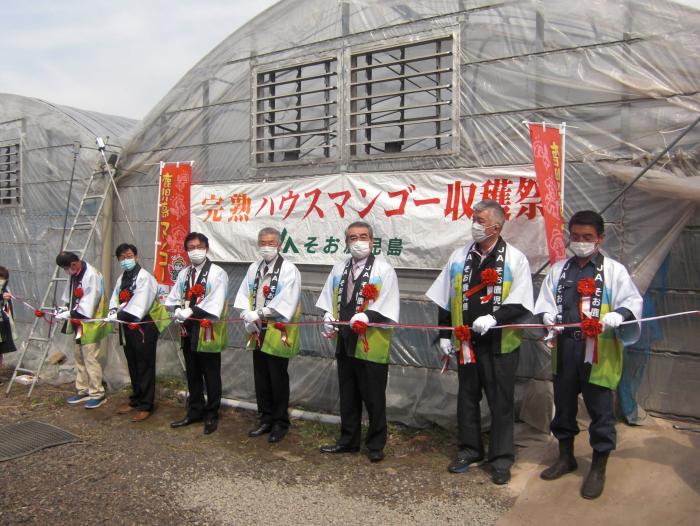 大崎町でマンゴー収穫祭が開催される！