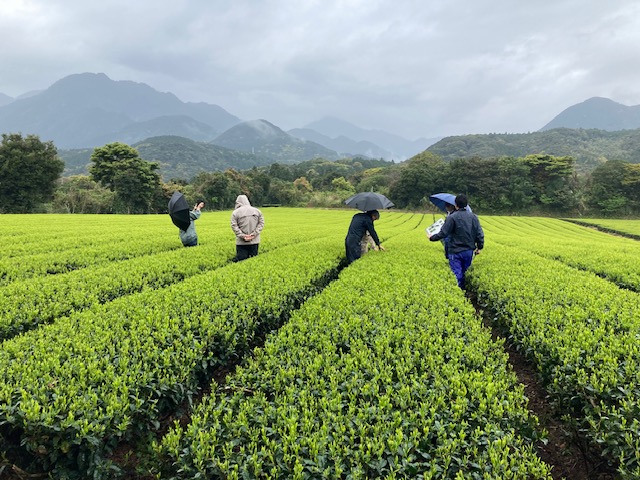 一番茶生育調査