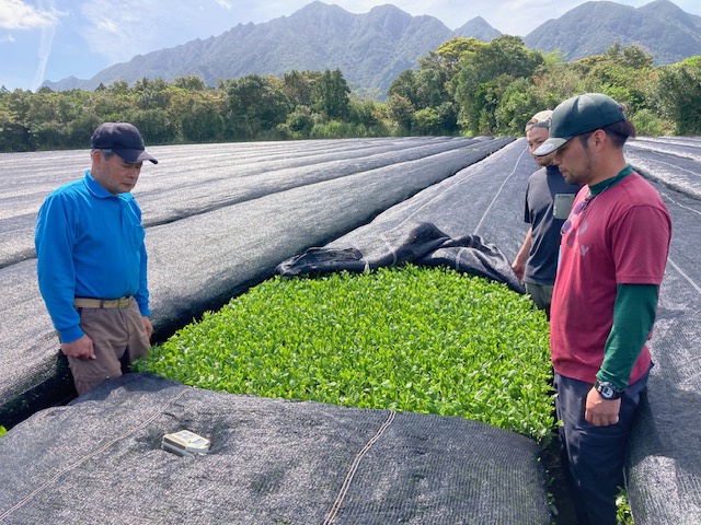 茶